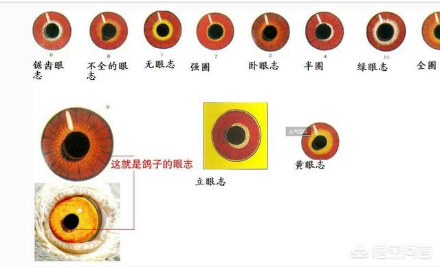 信鸽眼砂分几种:鸽子眼砂好坏的如何鉴别？如何从眼砂鉴别一羽赛鸽的快慢？