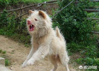 中国最凶猛的狗排名:我国四大狼犬是哪几种狼犬，各自的实力如何？