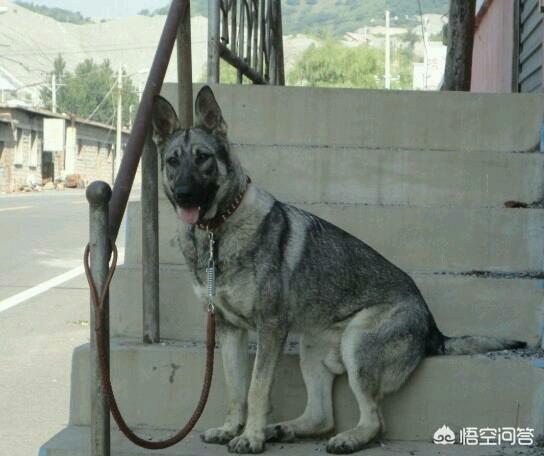 昆明犬狼青:我国的狼青犬还多吗？主要分布在哪些地方？ 昆明犬狼青品系