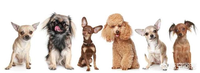 新几内亚歌唱犬图片:地球一直都有物种灭绝，那有新物种在诞生吗，有哪些？