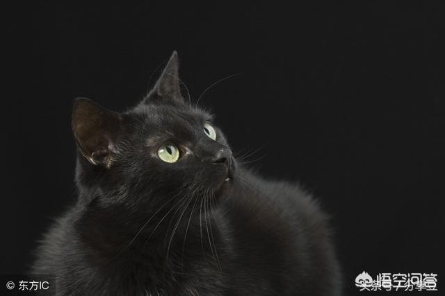 土耳其梵猫:土耳其梵猫换粮拉稀屎正常吗？猫咪拉稀屎吃什么好？