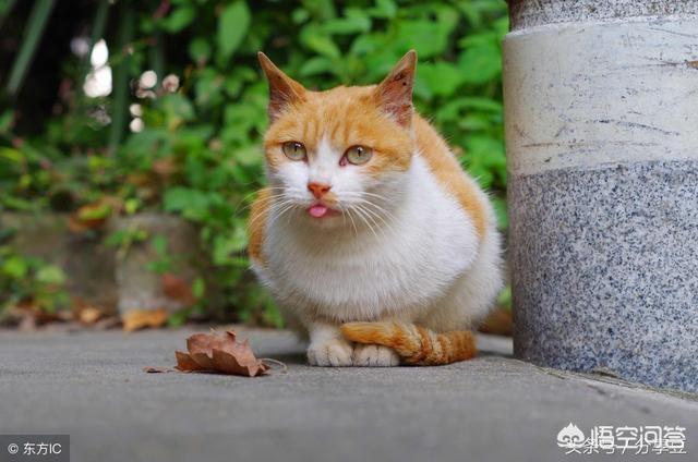澳洲冠能猫粮配方:低温烘焙猫粮是不是只是营销出来的？