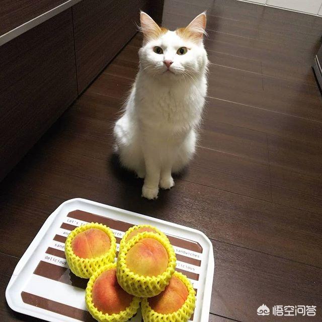 猫最佳喂食时间:喂食猫咪的正确频率是什么？