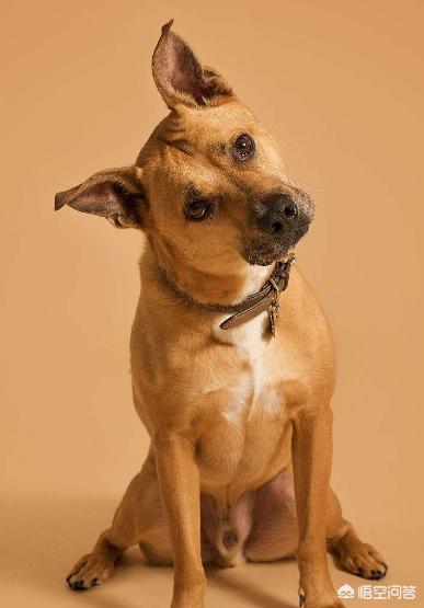 bixiongnaicha:比熊犬很臭怎么办，有解决办法吗？