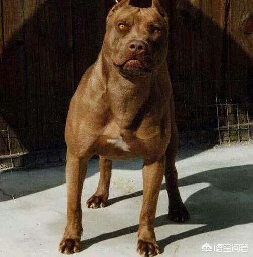 比特犬和藏獒:比特斗牛梗犬跟藏獒斗哪个厉害？