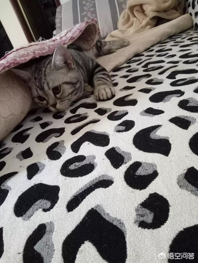 幼猫猫粮哪个牌子好:选猫粮选到头晕，幼猫猫粮什么牌子好啊？