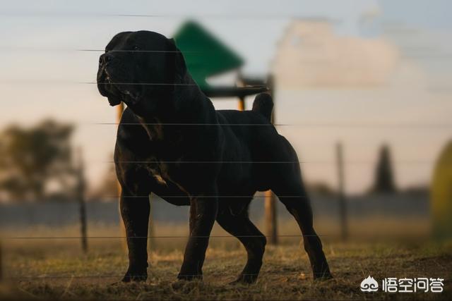 美国斗牛犬与藏獒:世界上有哪些品种的狗狗难以驾驭？