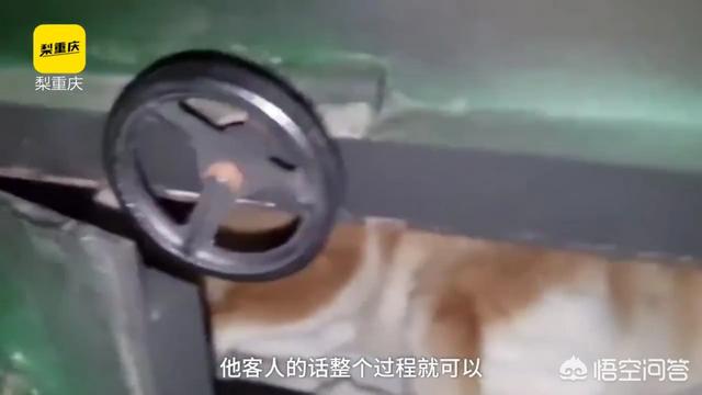 从上海宠物火化:宠物殡葬在中国是否可行？环保无污染的火化方式是否可以推广？
