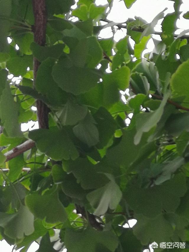 巨型蝠鲼:有哪些动物可以认出镜子里的自己呢？