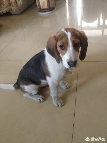 比格猎犬特点:养一只比格犬是一种怎样的体验？