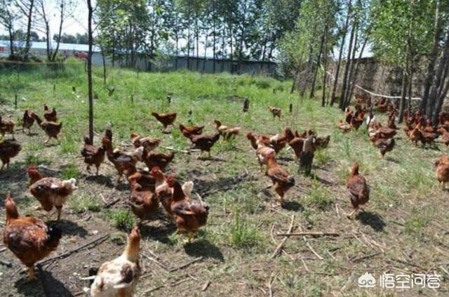 散养鸡技术:散养土鸡的饲料怎样搭配好？