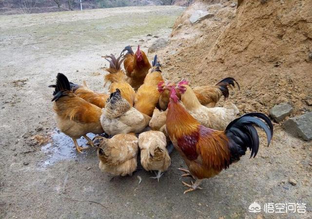 散养鸡技术:散养土鸡的饲料怎样搭配好？