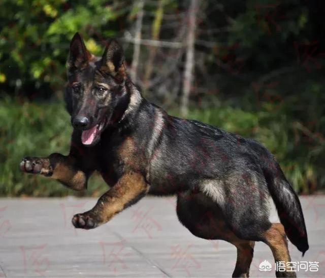 宠物搜救犬:调皮搜救犬 搜救犬是如何训练的？能用来训练普通宠物犬吗？