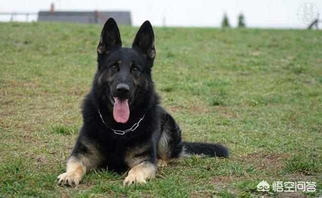 罗威娜狗斗狗视频:罗威犬斗狗视频 服从性强的狗有哪些？为什么说这些狗的服从性强？