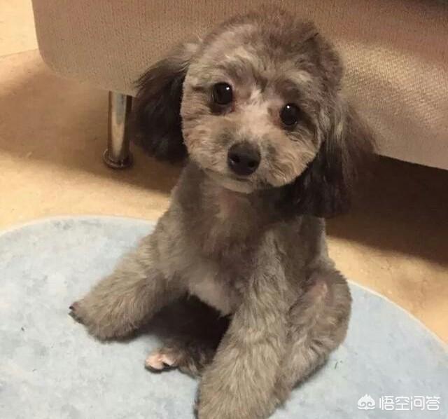 最小型宠物狗品种大全图片:容易打理的小型犬有哪些？