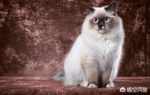 哈尔滨布偶猫价格多少钱一只:养一对布偶猫每月大约要花多少钱？