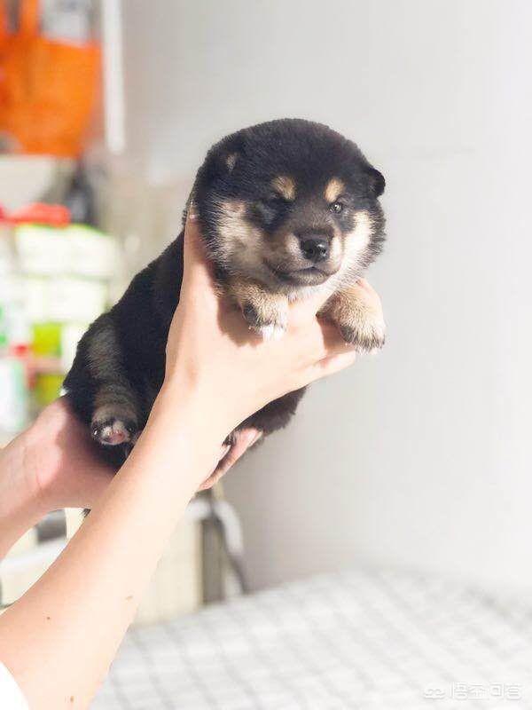 头条问答 柴犬怎么挑选 砖家叫兽1的回答 0赞