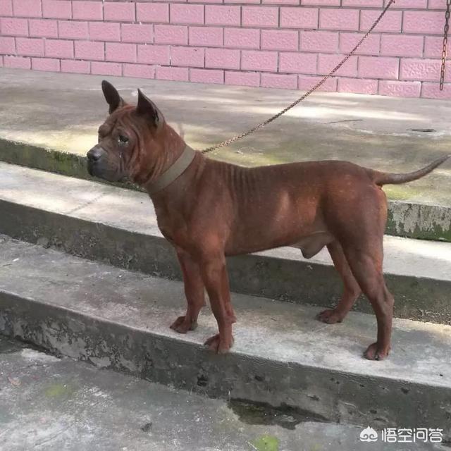 川東獵犬和下司犬相比,誰的戰鬥力更強?有何依據?-惠修網