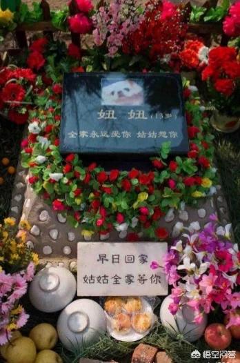 老狗死后留狗宝:如果你心爱的狗狗死了，你会哭吗？ 老狗死后狗宝会烂吗