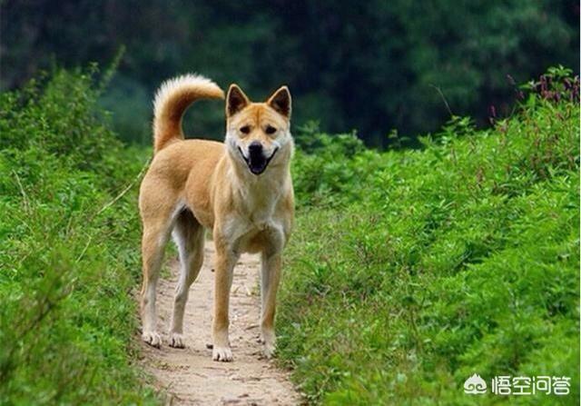 秋田犬币:“中华田园犬”到底是不是一个犬种？