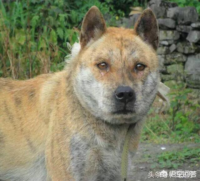 秋田犬币:“中华田园犬”到底是不是一个犬种？