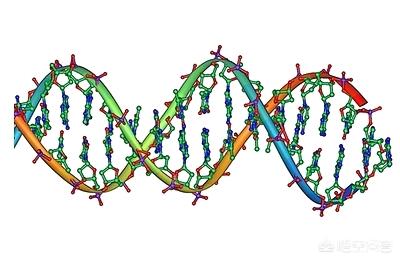 人類的dna是所有動物中最複雜的嗎?