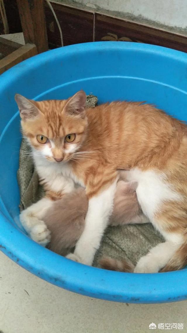 色猫咪最新网站:重点色猫生下什么颜色的猫？