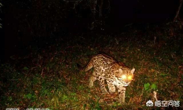 野生豹猫一只卖多少钱:两只狸花猫打得过一只野生的豹猫吗？为什么？