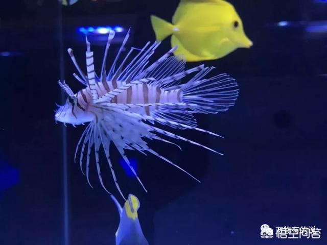 北京花鸟虫鱼网:在北京哪个花鸟鱼虫市场比较好？ 北京花鸟鱼虫市场