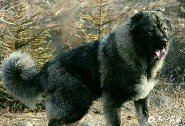 高加索犬有什么优点？