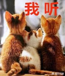怎么确定猫咪认主人了:猫咪是怎么分辨主人和陌生人的