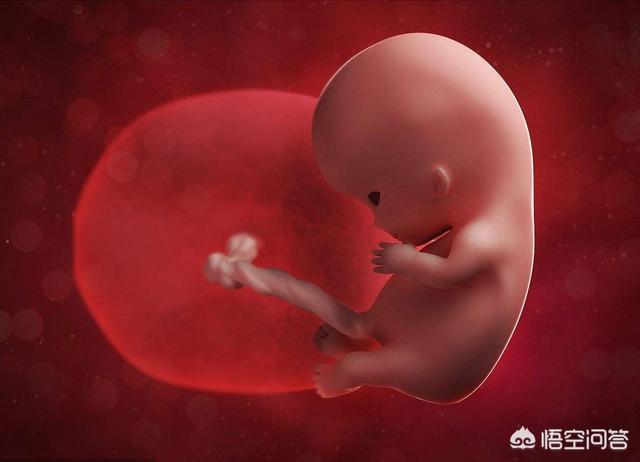 怀孕12周宝宝的样子图图片