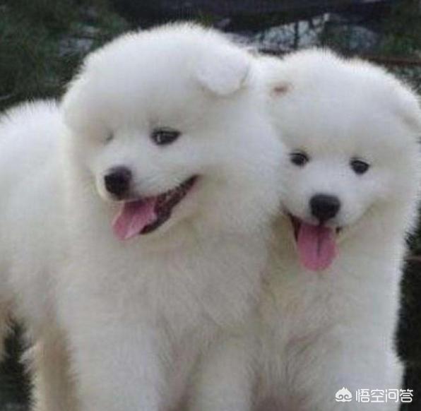 怎么挑选健康的萨摩耶幼犬:萨摩耶的幼犬应该怎么挑选？