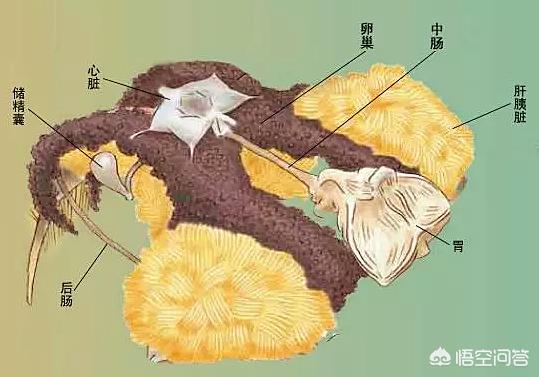 正直爱洁蟹价格:大闸蟹公的好还是母的好？