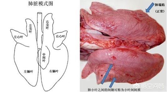 气喘病ppt:气喘病和哮喘病是一样的吗 家养猪出现咳嗽、气喘等病症该怎么治疗？