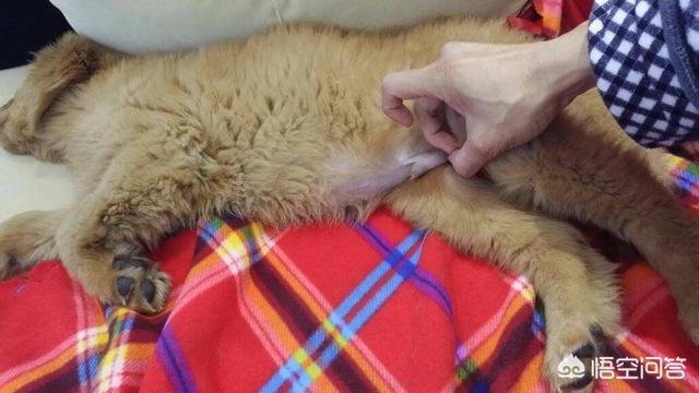 我这有小狗的解剖视频:养的宠物狗被人下药毒死了，自己该怎么办？