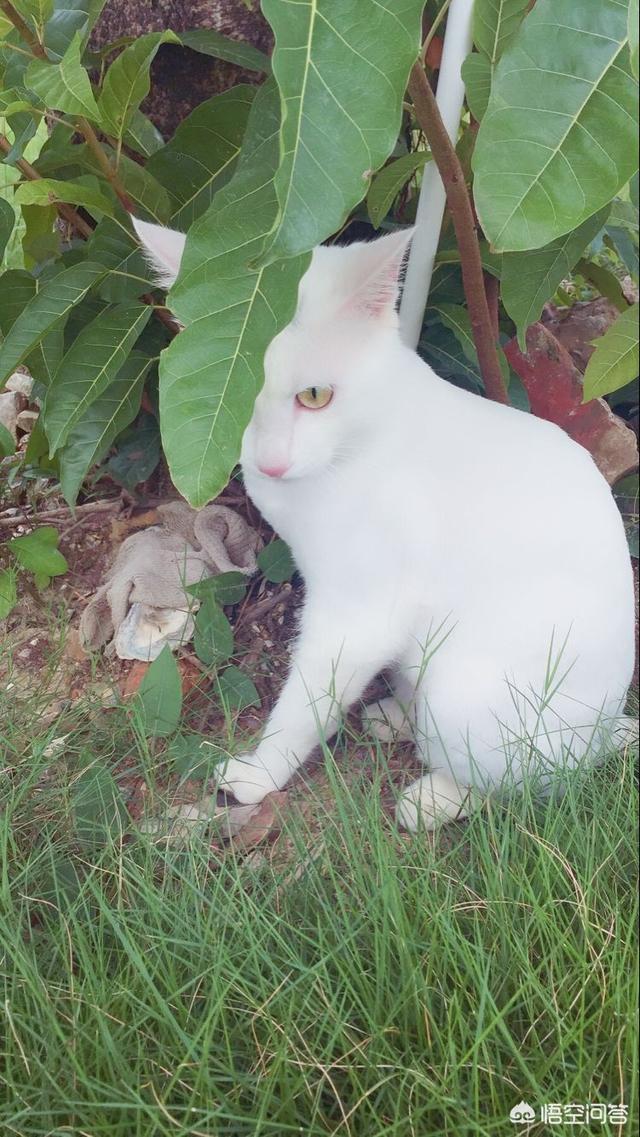 阴阳眼猫值多少钱:世界上最贵的猫咪是什么？
