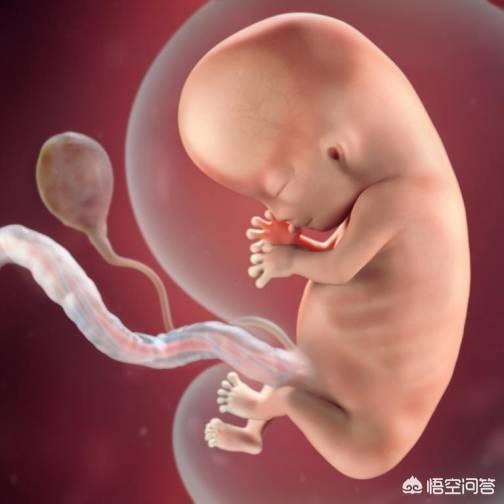 怀孕两个多月时，胎儿长什么样？