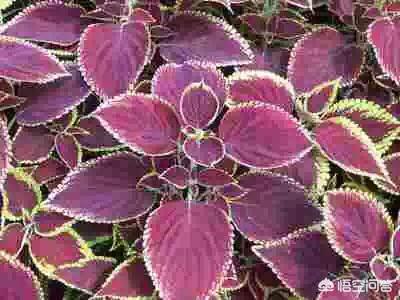 宝宝感冒初期稍微有点流鼻涕，该吃药还是等待自愈？插图18