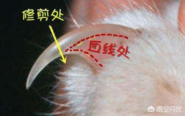 猫爪子:猫爪子图片 如何正确修剪猫咪的爪子？