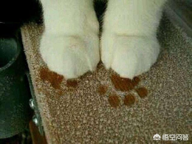 猫爪子:猫爪子图片 如何正确修剪猫咪的爪子？