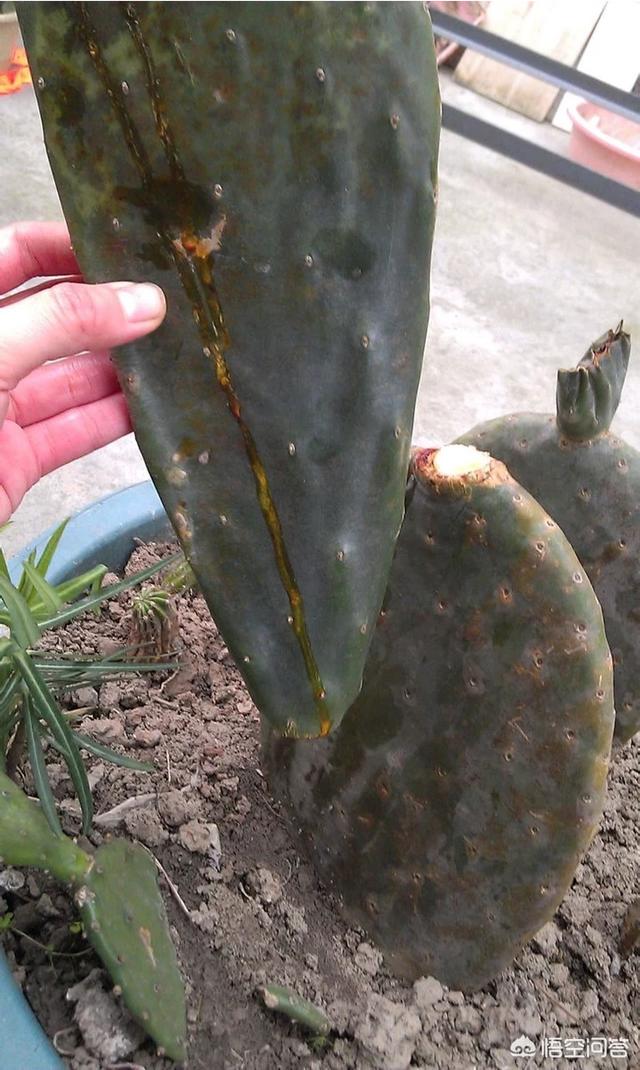 头条问答 - 仙人掌根部完好不烂,上部突然水化变软,应该怎么办?