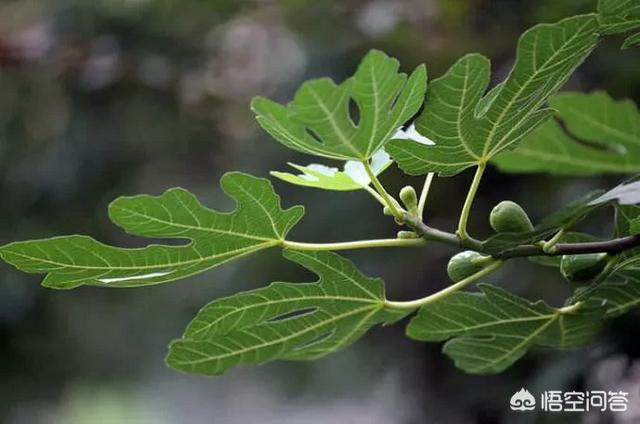 用无花果熬水洗痔疮,会好吗？