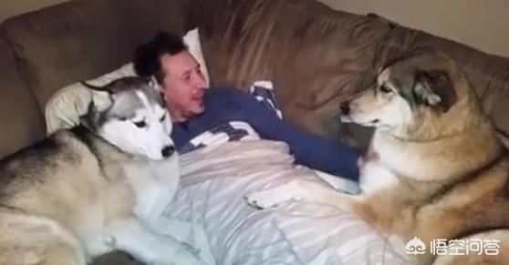 巴仙吉犬智力:狗狗会患那些“心理疾病”？
