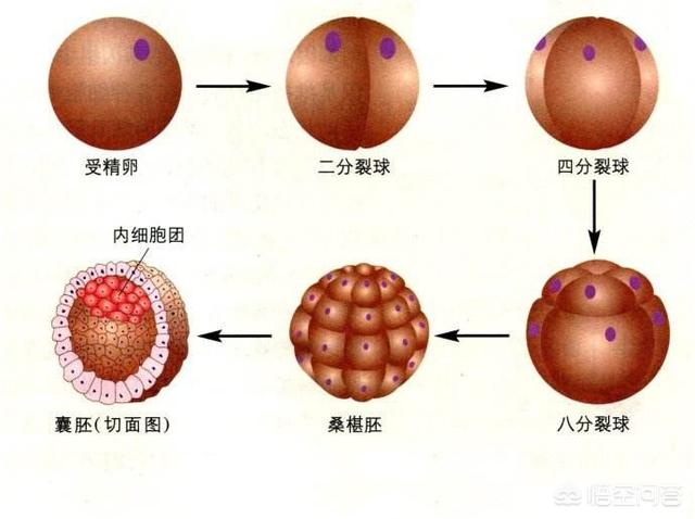 胚胎分割示意图图片