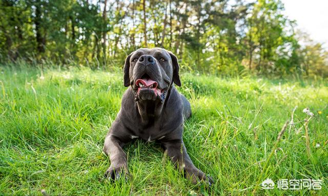 拉布拉多护卫犬:城市里养什么狗用来守家防卫最好？