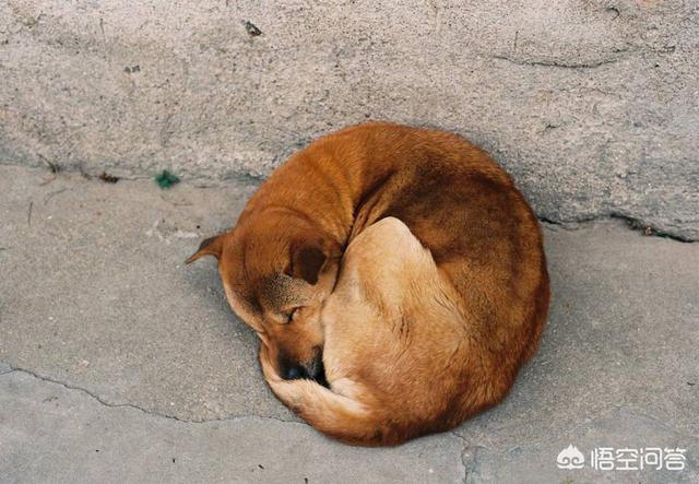 上海狗狗网妙芙:狗狗临死前会有哪些征兆？