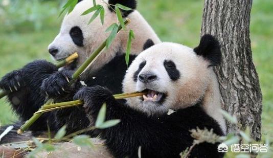 大熊猫发起怒来,有多可怕?动物园里有什么动物能够制服它?