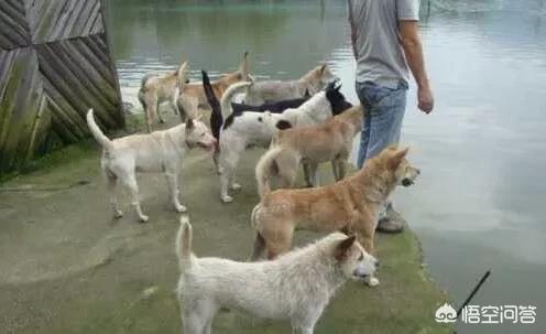 正宗青川猎犬图片:什么品种的猎犬适合山区用？