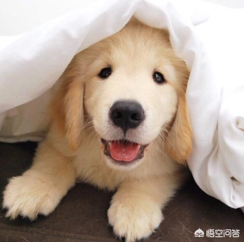 如何养狗狗:养狗需要注意哪些事项？养狗麻烦吗？ 如何养好狗狗